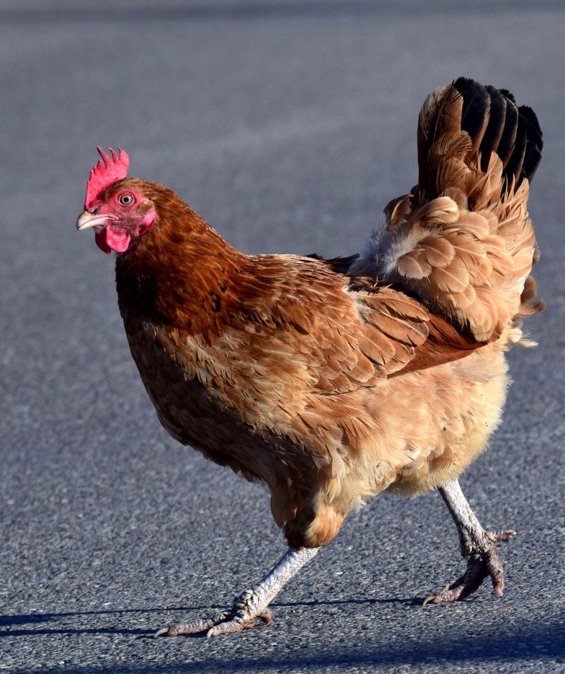 Chicken road, chicken road oficial